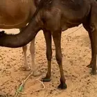 قعود فاخر وكفو و مغلق فل مسكت للبيع التواصل اتصال