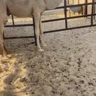 قعود حوار حيسوني