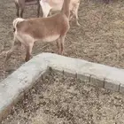 للبيع معزا الموقع الدوادمي