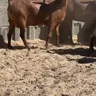 معزا دهم قرايب