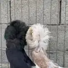 جوز جاكوبين رديوس
