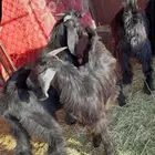 تيوس للبيع شامل الذبح والتوصيل داخل املج وضواحيها