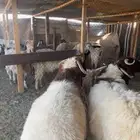 بهم نعيم خرفان جبرة وضهورها فل