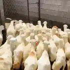 رخال رفيذيه