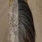 خيل للبدل