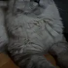 قطة هملايا تزاوج