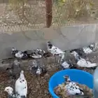 حمام شماعي