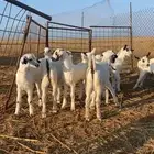 ماعز بيشي صنف الصنف ( تم البيع )