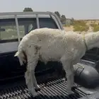 رخل وخروف اعمارها هرافا دون الفل