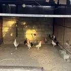 دجاج بلدي و فيومي للبيع