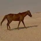فرس شعبيه فاخره