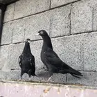 طبات رامبوري ( تم البيع )