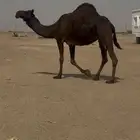 للبيع ناقه لقحه