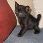 قطه