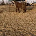 تم البيع. فحل تيس مصري اصل