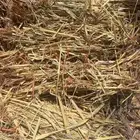ذره جيزانيه ممطوره