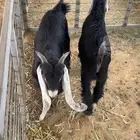 تيوس عوارض للبيع