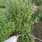 برسيم اخضر