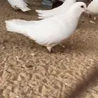 مطلووب حمام فرنسي لاحم او زاجل