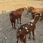 تيس فحل
