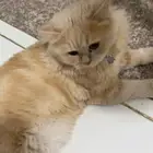 قط ذكر للتبني