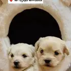 شيتزو مينى جراوي