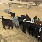للبيع 42 تيس