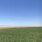 برسيم حصده ثانيه نص 7 برج