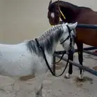 سيسي للبيع