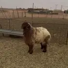 مشروع فحل نعيمي صنف تم البيع