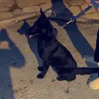 Black German Shepherd