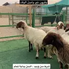 غنم مضاريع شرط