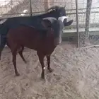 فحل ماعز مرسيان العمر سنو ونص تقريبا