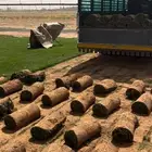 ثيل طبيعي حدائق القصيم ( من المزرعة بريدة )