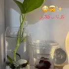 سمك فايتر بكمال ملحقاته 35