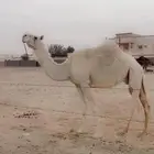 لقحة رمانيه على بعير منتج