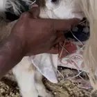 تيس داغور عمره يومين