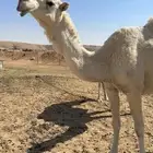 ضروبه شاق تو شقت علي جميع الشروط ذمه موقع ضرما