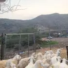 طليان ورخال