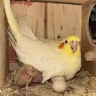 زوج كروان لاتينو منتج