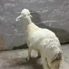 طلي حري