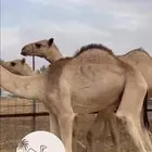 قعدان صومالي جديده