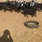 10 معزاء للبيع مع فحلها