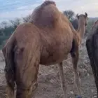 ناقه ساحليه