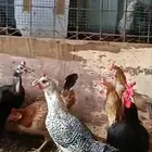 للبيع دجاج بياض