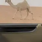 للبيع بكره رمانيه سنها لقيه وعلى جميع الشروط