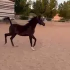 فرس للقاح   مهر