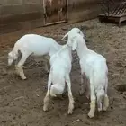 خرفان