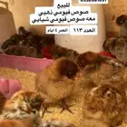 صوص