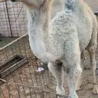 حوار ضيار كفوو